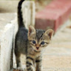 Meet your Posher, Deveraux